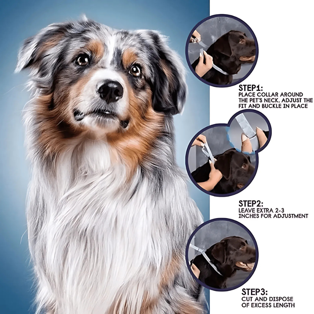 Pettares™ Tick & Flea Free Dog Collar